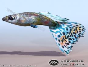 金鱼模型